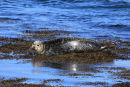 Common Seal with the Sun on his Back