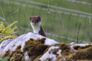 Stoat Stare