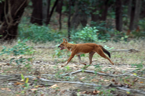 Indian Wild Dog Hunting