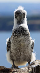 Scary Chick Portrait