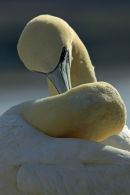 Final Preening shot...