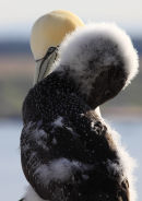 Symmetrical Preening