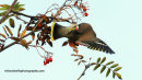 Waxwing study