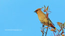 Waxwing Portrait