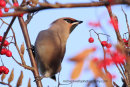 Waxwing framed by berries