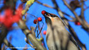 Waxwing plucking berry