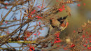 Waxwing Flight
