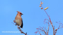 Waxwing Portrait