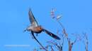 Waxwing in flight