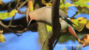 Waxwing autumn leaves