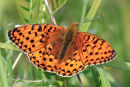 Dark Green Fritillary