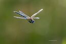 Migrant hawker
