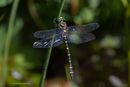 Golden ringed dragonfly