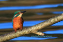 Kingfisher, Bawsinch