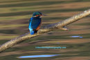 Kingfisher, Bawsinch