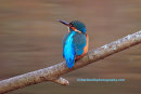 kingfisher, Bawsinch