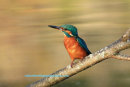 kingfisher, Bawsinch