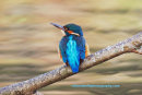 Kingfisher, Bawsinch