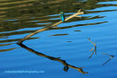 Kingfisher, Bawsinch