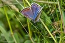 Common Blue female