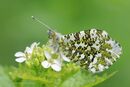 Orange tip female
