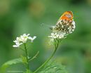Orange tip male on cuckoo flower