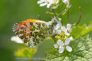 Orange Tip Butterfly, Bawsinch SWT reserve