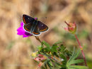 Northern Brown Argus