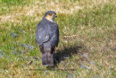 Male sparrowhawk