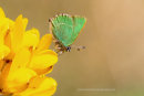 Green Hairstreak