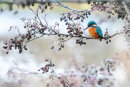 Kingfisher in winter