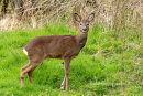 Roe Deer Stag