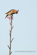 Waxwing