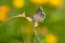 Northern Brown Argus, Holyrood park