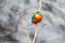 Kingfisher on the Water of Leith