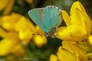 Green Hairstreak
