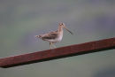 Poser, Loch Scridain