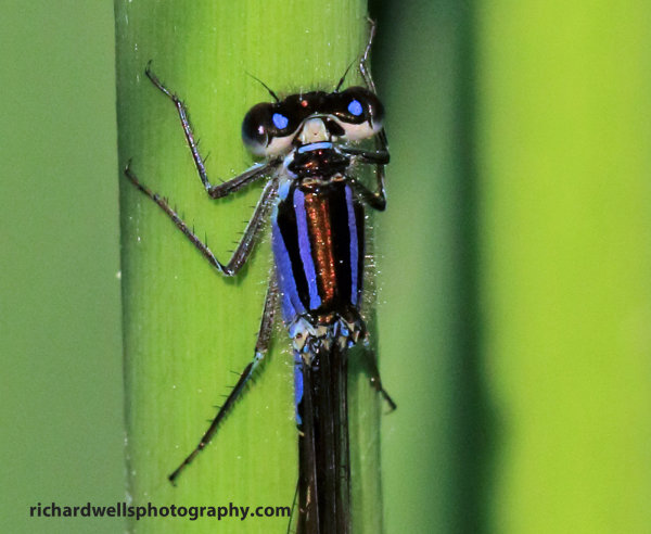 Blue Damselfly, Dr Neil's garden