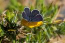 Small Blue on kidney vetch