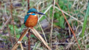 Kingfisher perched on reeds.