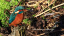 Kingfisher Too