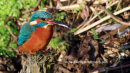 Kingfisher, Figgate Park