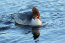 Goosander