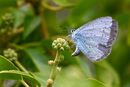 Holly blue female