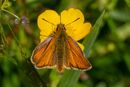 Small Skipper