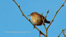 Wren, Loch Gruinart