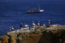 Puffin Parade, Isle of May
