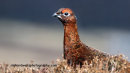 Red Grouse, Lammermuir Hills
