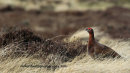 Red Grouse, Lammermuir Hills