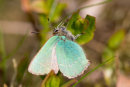 Green Hairstreak, Linn Dean, Scottish Wildlife Trust Reserve.